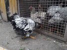 ‎duminică, ‎21 ‎aprilie ‎2024, ‏‎17:45:31