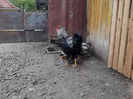 ‎duminică, ‎21 ‎aprilie ‎2024, ‏‎18:20:10