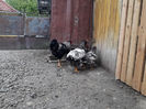 ‎duminică, ‎21 ‎aprilie ‎2024, ‏‎18:20:13