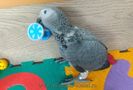 AfricanGrey-12