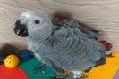 AfricanGrey-13