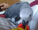 AfricanGrey-22