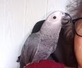 AfricanGrey-23