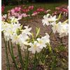 bulbi-Amaryllis-belladonna-alba-