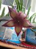 Stapelia gettleffii