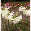 Amaryllis-belladonna-alba