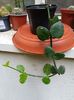 ceropegia sandersonii