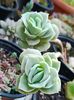 graptoveria lovely rose