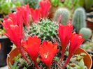 rebutia  - 8 lei