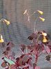oxalis vulcanicola  - 15 lei