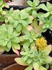 sedum palmeri  - 10-15 lei