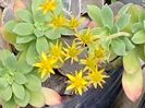sedum palmeri