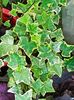 iedera variegata  - 10 lei