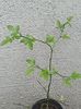 poncirus trifoliata (lamai de gradina)  - 25 lei