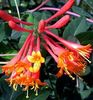 lonicera  Dropmore Scarlet 80cm-20lei