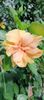 IMG-20240925-WA0001