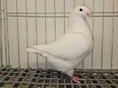 FEMELĂ RO 24 - 5060 - IMPRUMUTATA MOCANAS NICUSOR