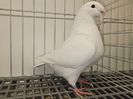 FEMELĂ RO 24 - 5061 - ÎMPRUMUTATA ZIMNICEA
