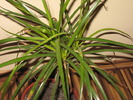 dracena