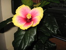 hibiscus