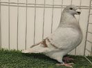 MASCUL RO 24 - 9815