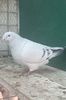 IMG-20241214-WA0027