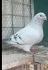 IMG-20241214-WA0006