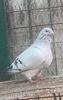 IMG-20241214-WA0007