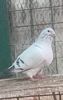 IMG-20241214-WA0009