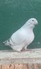 IMG-20241214-WA0018
