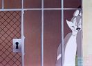 Fox Pop