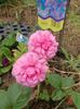 Img.2024.06.22-Ranunculus