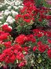 IMG20240719112136