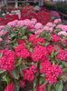 IMG20240726113538