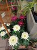 IMG20241020164733