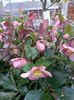 IMG20241104102125