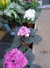 IMG20241104103423