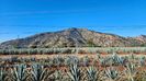 AGAVE Farm