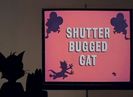Shutter Bugged Cat