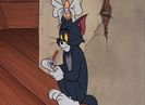 Shutter Bugged Cat