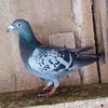 Mascul 24-551