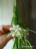Hoya Linearis