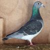 Mascul 24-548