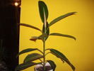 ficus pui