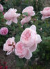 Queen of Sweden (tufa) 60