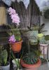 Cattleya hybr