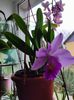 Cattleya hybr