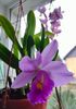 Cattleya hybr