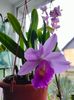 Cattleya hybr