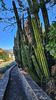 Cactus Road